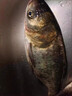 浪尖悍將浪尖悍將海竿拋竿釣魚竿套裝組合鰱鳙全套特價超硬大物遠投竿海桿 2.4m 金屬頭5000型漁輪+大禮包 曬單實拍圖