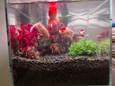 異景園魚缸水族箱造景陰性水草海藻球綠藻球生態(tài)瓶綠澡球水藻球微景觀 紅波（三頭） 曬單實(shí)拍圖