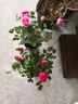 御春閣 帶花苞 歐洲 微型 花卉玫瑰 花盆栽室內陽(yáng)臺盆栽 玫瑰花苗  粉色玫瑰3-4棵裝帶花苞（原盆原土發(fā)貨） 曬單實(shí)拍圖