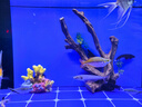 異景園 仿真珊瑚礁石魚缸造景假山貝殼假珊瑚魚缸裝飾水族箱海水缸擺件 KB02珊瑚群 曬單實拍圖