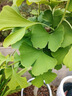 壹植金葉銀杏樹(shù)活苗室外樹(shù)苗大樹(shù)庭院風(fēng)景樹(shù)大型行道園林綠化工程苗木 (基地直銷)精品銀杏1公分粗1顆 其他 曬單實(shí)拍圖
