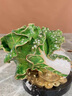 莫尼森  MOREISAN琺瑯彩百財(cái)如意白菜擺件客廳辦公室桌面酒柜裝飾品喬遷開業(yè)禮物品 琺瑯彩晶瑩如玉大白菜 曬單實(shí)拍圖