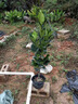 四季菠蘿蜜樹(shù)樹(shù)苗嫁接紅肉菠蘿蜜樹(shù)苗馬來(lái)西亞1號黃肉干苞果樹(shù)苗 【2年四季紅肉干苞】帶土帶葉發(fā) 40cm(含)-50cm(不含) 曬單實(shí)拍圖