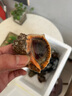 鮮活大海螺現(xiàn)挖現(xiàn)發(fā)野生大中小超肥新鮮海螺鮮活海鮮水產(chǎn)螺類貝類 海螺 500g 簡裝 1斤【每斤10-12只】 海螺 曬單實拍圖