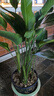 雙盟天堂鳥大型植物客廳綠植盆栽辦公室內(nèi)好養(yǎng)1.4-1.5m原盆源頭直發(fā) 曬單實拍圖