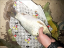 mondoba飛德釣船型餌籠歐鯉釣配件拋竿打窩器中通附餌鉛墜托餌器飛德餌籠 主圖款 曬單實(shí)拍圖