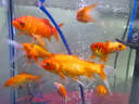 魚(yú)缸凈水劑一滴清免換水去綠水黃水渾水消毒殺菌除臭養魚(yú)水質(zhì)清澈 一滴凈水 不傷魚(yú)3瓶【買(mǎi)2送1】 曬單實(shí)拍圖