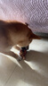 Red Bones紅骨狗狗零食磨牙棒耐咬骨頭牛膝蓋骨幼犬小中大型犬寵物獎勵用品 【嘗試裝】膝蓋骨大號4個(gè)裝 曬單實(shí)拍圖