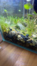 瘋狂水草綠菊水草植物魚(yú)缸專(zhuān)用坨草造景增氧陰性水榕養魚(yú)生態(tài)缸水培綠植 【NCAC大賽級】小寶塔1個(gè) 曬單實(shí)拍圖