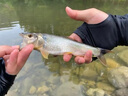 達瓦逐鹿微物路亞竿馬口白條碳素超軟溪流竿全套釣魚(yú)裝備UL L調翹嘴套裝 1.5米 UL直柄紡車(chē)輪套裝 曬單實(shí)拍圖
