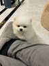 祥彥方依純種博美幼犬活體茶杯犬寵物狗活體長(zhǎng)不大俊介茶杯狗哈多利系球體 血統(tǒng)級(jí) 曬單實(shí)拍圖