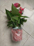 創(chuàng)京鑫選德國品質(zhì)白掌一帆風順盆栽水培植物室內(nèi)好養(yǎng)花卉綠植水不支持退換 帶花發(fā)貨白掌3株原盆送營養(yǎng)液 曬單實拍圖