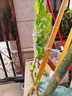 四季香水檸檬樹(shù)苗廣東香水檸檬苗無(wú)籽無(wú)核檸檬苗盆栽地栽當(dāng)年結(jié)果 臺(tái)灣香水檸檬6年苗【結(jié)果多多】 80cm(含)-89cm(含) 曬單實(shí)拍圖