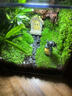 辦公室室內綠植桌面生態(tài)瓶創(chuàng  )意苔蘚微景觀(guān)生態(tài)缸造景水族箱養蟹 精靈小屋(送led燈)加大版12cm 曬單實(shí)拍圖