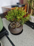 景郁春 JIRYUCUR發(fā)財樹小盆栽水培植物辦公室內(nèi)桌面綠植發(fā)財樹+線條灰源頭直發(fā) 曬單實拍圖