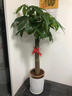 雙盟發(fā)財樹(shù)盆栽好養綠植招財喬遷開(kāi)業(yè)辮子1.6-1.7m金邊飛絲盆源頭直發(fā) 曬單實(shí)拍圖