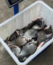 simago喜曼多全能腥全能香春季餌料秋冬季魚餌通用鰱鳙餌黑坑鯉鯽魚草鳊翹嘴黃尾魚野鯽魚通殺 鯉魚螺腥500克 曬單實(shí)拍圖