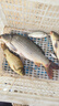 BKK狼牙子線雙鉤競技黑坑成品魚鉤綁好套裝釣魚鉤鯽魚鯉鉤 曬單實拍圖