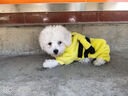 阿莫爾網(wǎng)紅貓咪衣服秋冬季搞怪狗狗衣服可愛(ài)搞笑小型貓犬四腳衣連帽泰迪 皮卡丘變身裝 XL(建議10-12斤參考胸圍背長(cháng)) 曬單實(shí)拍圖
