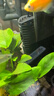 森森魚缸加熱棒自動恒溫防爆熱帶魚加溫棒烏龜水族箱恒溫器加熱器 【數(shù)顯溫控】加熱棒300W 曬單實拍圖