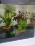 瘋狂水草魚缸水草凈化水質套餐蜈蚣草陰性水草浮萍植物活體水培 【免種植】蜈蚣草+小九冠+紅松尾 曬單實拍圖