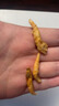 漁樂(lè )彩南極磷蝦干魚(yú)食烏龜糧蝦干零食錦鯉血鸚鵡銀龍魚(yú)飼料通用觀(guān)賞魚(yú)糧 南極磷蝦-無(wú)蝦槍1袋裝 約50g 曬單實(shí)拍圖