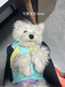MIKI PAD寵物狗狗衣服小型犬春秋款薄款衛衣小狗雪納瑞泰迪比熊兩腳衣連帽 多巴胺撞色衛衣【帶牽引扣】 M胸圍42cm（參考體重6-10斤） 曬單實(shí)拍圖