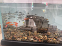 森森（SUNSUN）原生態(tài)溪流缸魚缸造景家用原生缸客廳超白玻璃底濾魚缸包安裝 靜謐黑-專業(yè)款 升級底濾（雙重滴濾盒） 1.2米長47.6cm寬40cm缸高+85cm柜高 曬單實(shí)拍圖