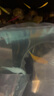 云峰海瑞胎生魚(yú)活體觀(guān)賞魚(yú)瑪麗月光牡丹米奇淡水觀(guān)賞繁殖瑪麗球小型熱帶魚(yú) 胖嘟嘟的瑪麗球4條（顏色隨機） 曬單實(shí)拍圖