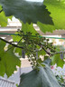 譽(yù)滿(mǎn)園巨峰葡萄苖陽(yáng)光玫瑰藍寶石葡萄樹(shù)苗無(wú)籽南方北方種植盆栽庭院爬藤 紅提葡萄苗7年苗當年結果 曬單實(shí)拍圖