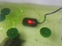 森森森森烏龜加熱棒加溫棒烏龜缸低水位小型自動恒溫過冬器恒溫棒 150W低水位烏龜加熱棒（離水?dāng)嚯姵瑴乇Ｗo） 曬單實拍圖