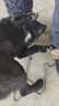 萬(wàn)牽304不銹鋼狗鏈子大型犬中型犬小型犬鐵鏈項圈狗繩防咬斗牛栓狗鏈 2.3mm粗（10-20斤小型） 2米 曬單實(shí)拍圖