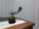 幼薇小葉福建茶盆景微型觀葉花卉小盆栽室內(nèi)茶室綠植客廳造型觀果盆景 顠枝福建茶+紫砂圓盆+圓形底盤 帶盆栽好 曬單實(shí)拍圖