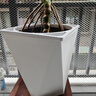 植男植女龜背竹盆栽大型室內(nèi)客廳植物綠植庭院前臺(tái)老樁提根大葉源頭直發(fā) 曬單實(shí)拍圖
