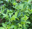 紫花苜蓿草種籽多年生牧草種子四季養(yǎng)殖喂羊牛雞鴨鵝草魚牧草種籽 進(jìn)口【特高產(chǎn)型】紫花苜蓿凈種子【2斤裝】-種四分地 曬單實(shí)拍圖