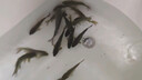 千壽（Qianshou）釣線100米磯釣線半浮水魚線拋投遠投尼龍線超強拉力主線 曬單實拍圖