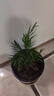 南有竹散尾葵盆栽 鳳尾竹室內客廳大型綠植 袖珍葉夏威夷盆景富貴椰花卉 50-70厘米高10顆 不含盆 曬單實(shí)拍圖
