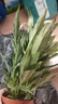 白掌一帆風(fēng)順盆栽室內(nèi)綠植教室植物盆栽吸水盆栽植物室內(nèi)凈化空氣 白掌送菱形白盆 曬單實(shí)拍圖