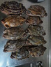 全母梭子蟹特大母蟹海蟹飛蟹螃蟹冷凍海鮮3-6兩梭子蟹新鮮 凈7斤大母蟹16-21只爆炒吃不帶黃 曬單實拍圖