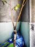 橄欖苗熱賣正宗太平洋四季橄欖嫁接苗陽臺庭院盆栽地栽果樹苗烏欖 烏欖 兩年苗 曬單實拍圖