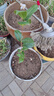 看匠茶花樹苗盆栽地栽耐冬山茶花大苗花卉室內(nèi)盆栽庭院多年生耐寒植物 茶花 耐冬茶花40--60厘米高2顆 曬單實(shí)拍圖
