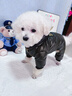 嬉皮狗（hipidog）寵物狗狗石墨烯黑金系列四腳羽絨服博美小型幼犬秋冬款衣服0363 雷奧黑 L （建議體重8-11斤） 曬單實(shí)拍圖