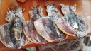 新曬精品墨魚(yú)干正宗東海野生大墨魚(yú)干烏賊干目魚(yú)干新鮮 500克(大墨魚(yú)干8-14只) 曬單實(shí)拍圖