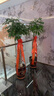 仿真綠植搖錢(qián)樹(shù)發(fā)財(cái)樹(shù)盆栽樹(shù)假花客廳大型花卉 1.7米金錢(qián)富貴樹(shù)帶盆+草 曬單實(shí)拍圖