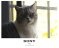 索尼/SONY 16-50 18-105 18-135 55-210 16-70 半畫(huà)幅標準變焦鏡頭 索尼18-135/3.5-5.6 OSS 95新 曬單實(shí)拍圖