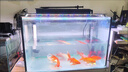 吉印i7Plus原生魚專用燈魚缸照明燈全光譜爆藻燈led燈防水鳑鮍寬鰭鱲 83cm/帶透鏡/爆藻曬苔/適用83-95cm缸 曬單實拍圖