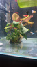迷你九冠水草養魚(yú)造景植物細葉鐵大葉魚(yú)缸新手懶人活體淡水榕陰性 【大葉九冠】1顆15-30cm（送沉底環(huán)） 曬單實(shí)拍圖