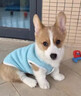 狗狗立耳貼器神器德牧杜賓馬犬幼犬小型犬豎耳器輔助柯基矯正立耳 一盒裝體驗(yàn)裝 曬單實(shí)拍圖
