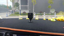 圣三威視充電攝像頭免插電小型家用車載高清網(wǎng)絡(luò)探頭無線wifi手機(jī)遠(yuǎn)程監(jiān)控器門口攝像機(jī) 128G卡+4G流量版+遠(yuǎn)程開關(guān)+語音對(duì)講 曬單實(shí)拍圖