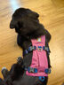拉夫威爾弗格蘭狗狗胸背帶牽引繩小型犬ruffwear柴犬寵物狗背心胸背帶 朝霞粉 S 曬單實拍圖